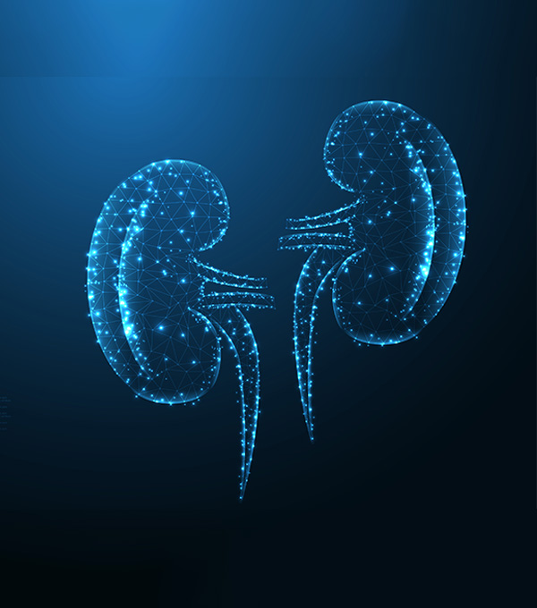 https://mylinbiotech.com/wp-content/uploads/2023/08/kidney.jpg